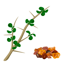 Load image into Gallery viewer, Limited Edition -Frankincense &amp; Myrrh Candle
